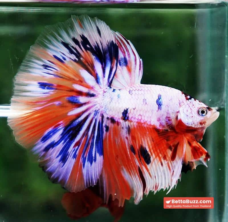 Betta fish HM Multicolor Ice Rain Sword - Image 4