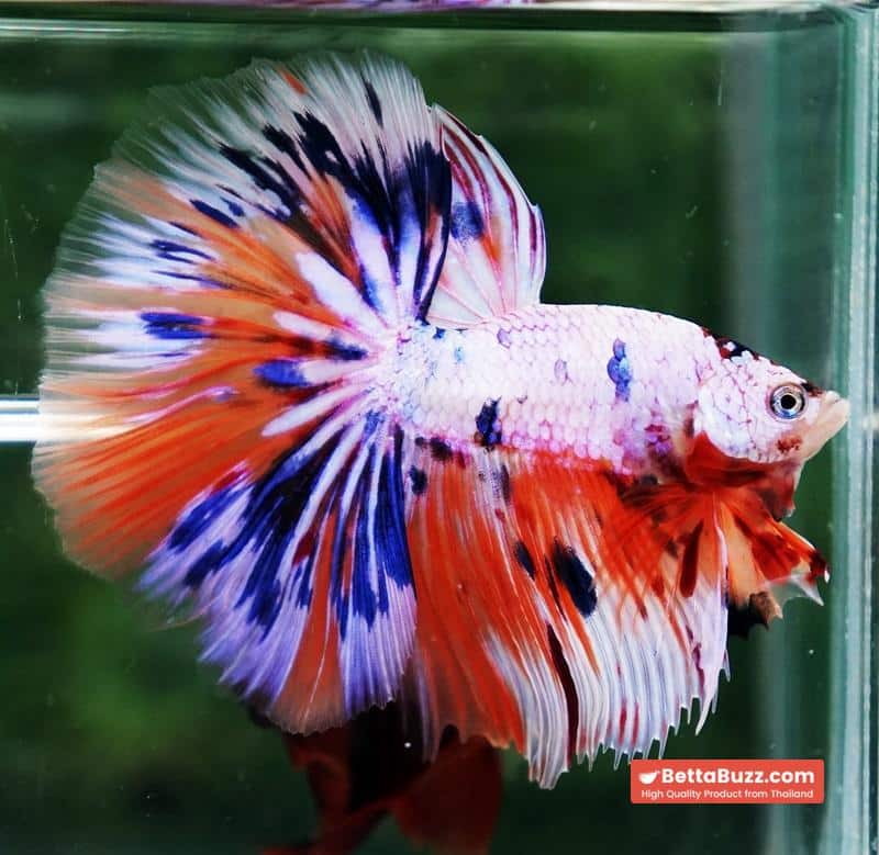 Betta fish HM Multicolor Ice Rain Sword - Image 2