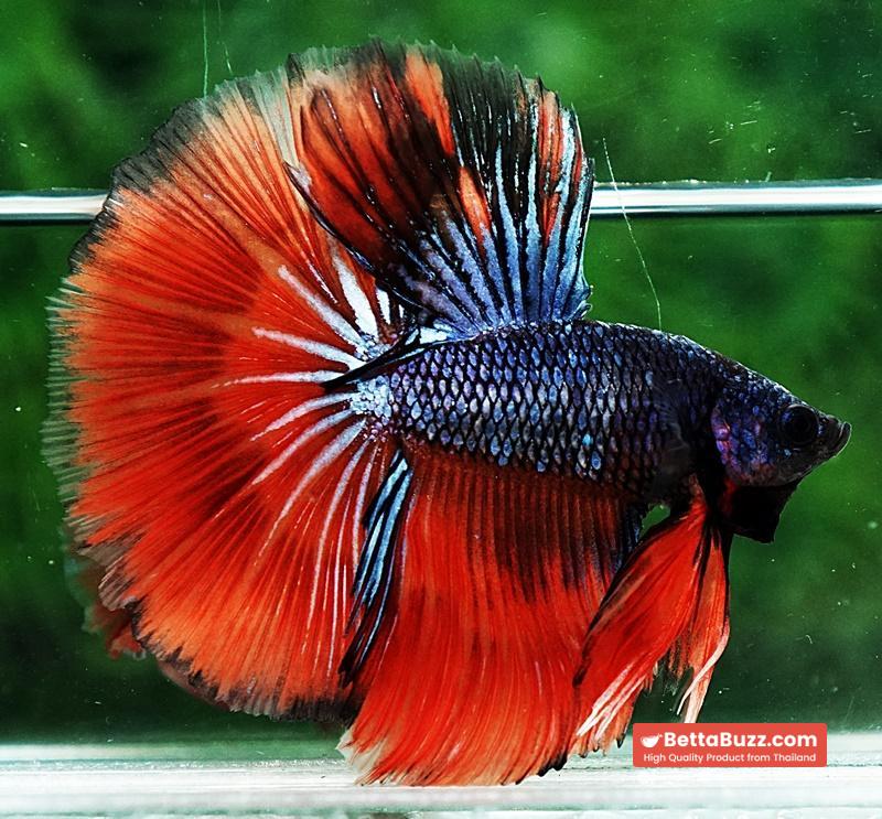 Betta fish HM Star Devil on Fire - Image 5