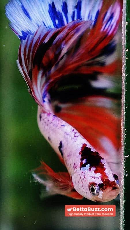 Betta fish HM Multicolor Ice Rain Sword - Image 7