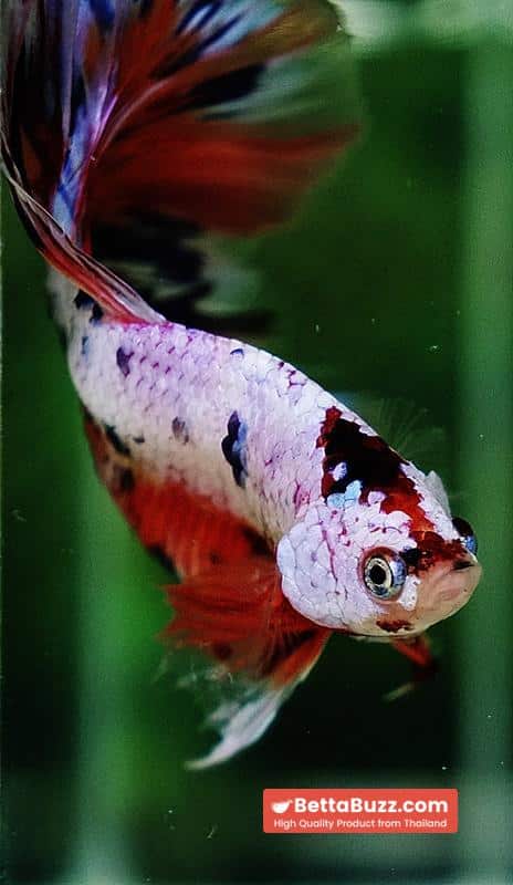 Betta fish HM Multicolor Ice Rain Sword - Image 8