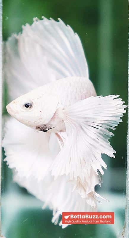 Betta fish Prince of the White Dumbo (HM) - Image 8