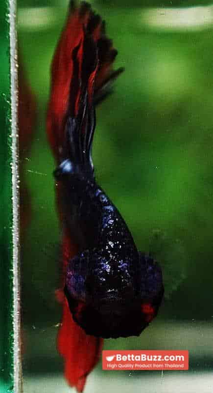 Betta fish HM Star Devil on Fire - Image 7