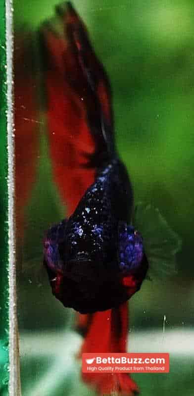 Betta fish HM Star Devil on Fire - Image 8