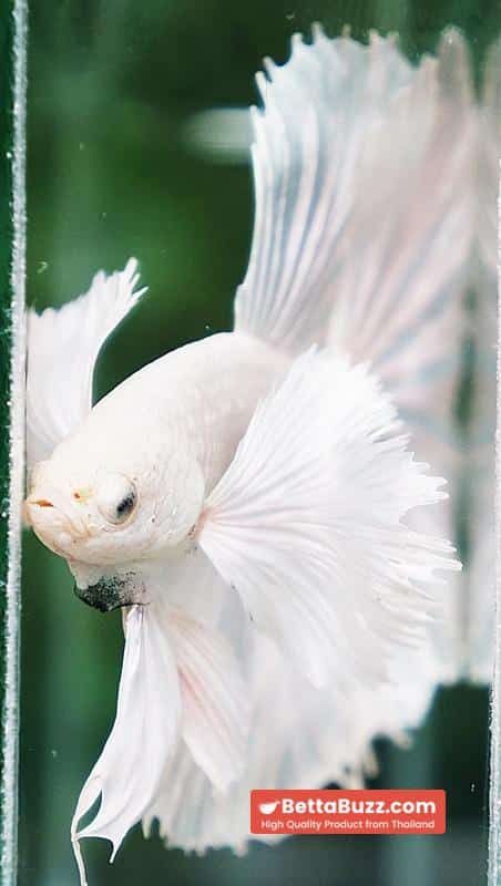 Betta fish Prince of the White Dumbo (HM) - Image 9