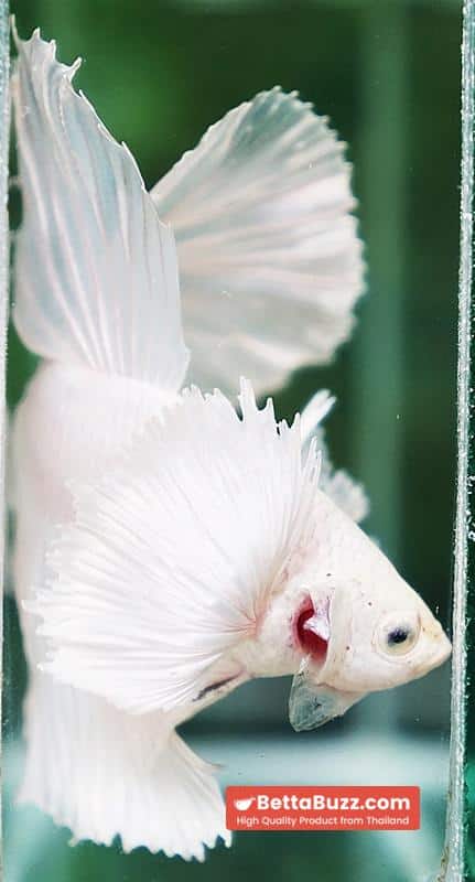 Betta fish Prince of the White Dumbo (HM) - Image 10