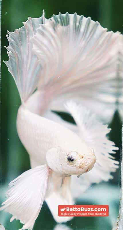 Betta fish Prince of the White Dumbo (HM) - Image 11