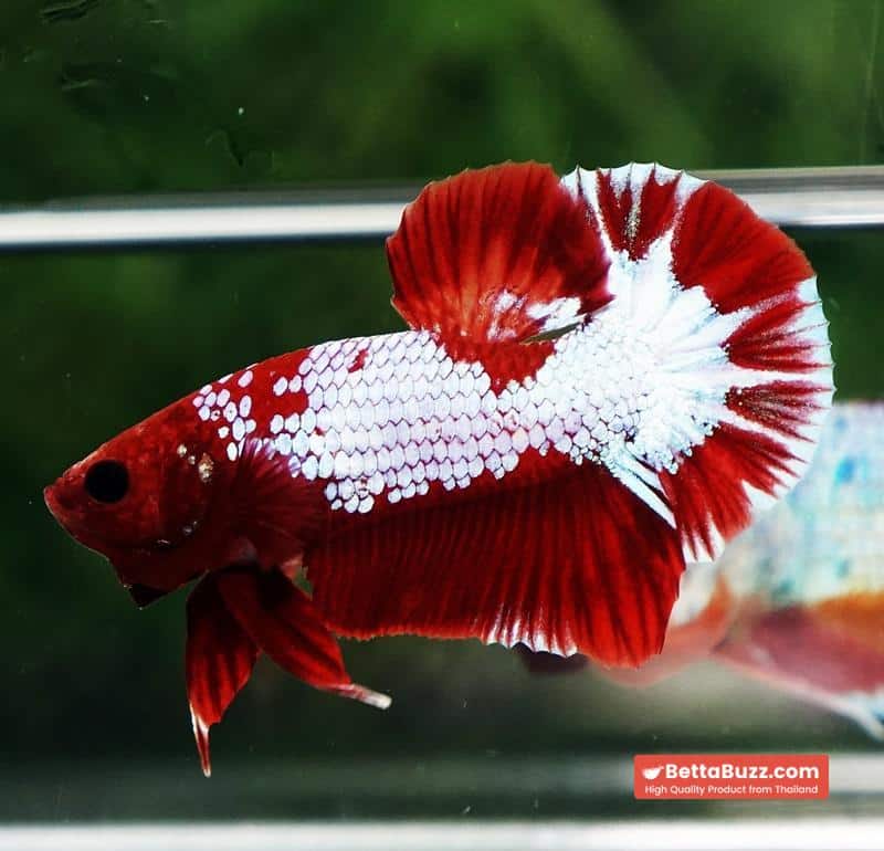 Betta fish Fancy Red NBT Tuxedo (HMPK) - Image 3