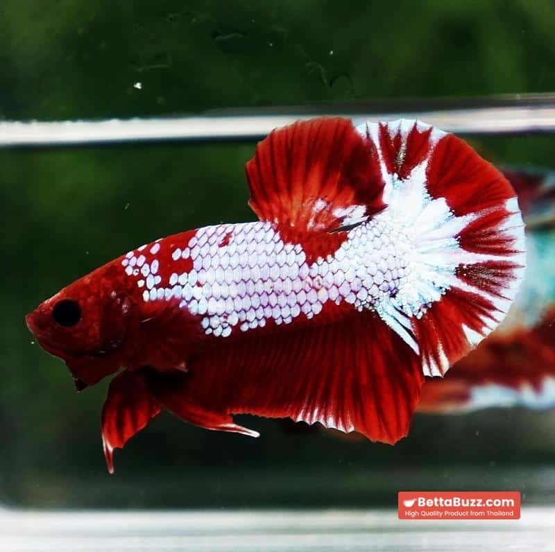 Betta fish Fancy Red NBT Tuxedo (HMPK) - Image 5