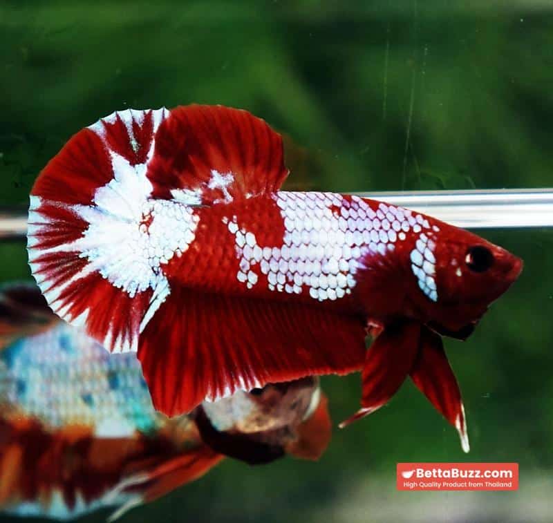 Betta fish Fancy Red NBT Tuxedo (HMPK) - Image 4