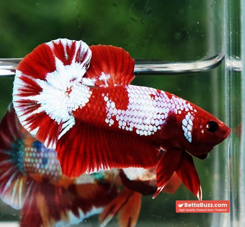 Betta fish Fancy Red NBT Tuxedo (HMPK) - Image 6