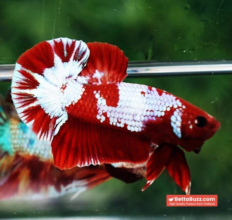 Betta fish Fancy Red NBT Tuxedo (HMPK) - Image 2