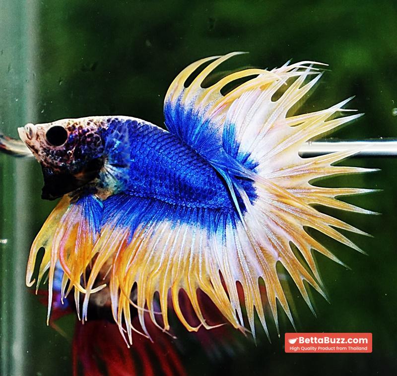 Betta fish CT Strong Yellow Blue Grizzle