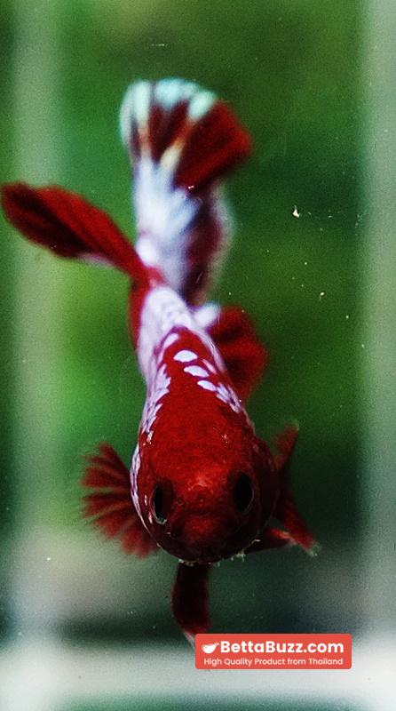 Betta fish Fancy Red NBT Tuxedo (HMPK) - Image 7