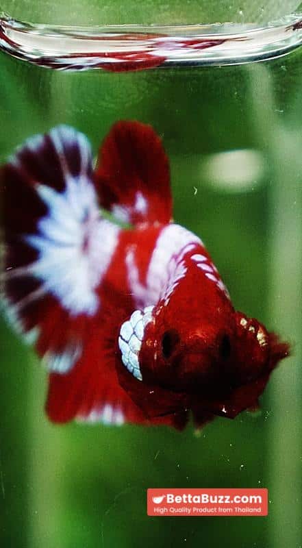 Betta fish Fancy Red NBT Tuxedo (HMPK) - Image 8