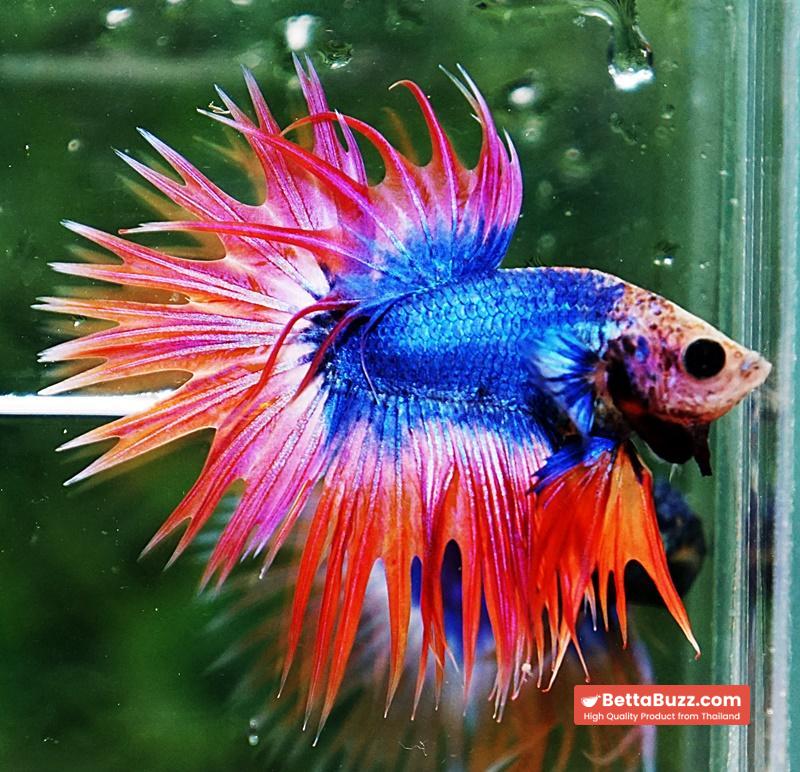 Betta fish CT Mascot Thailand Flag - Image 3