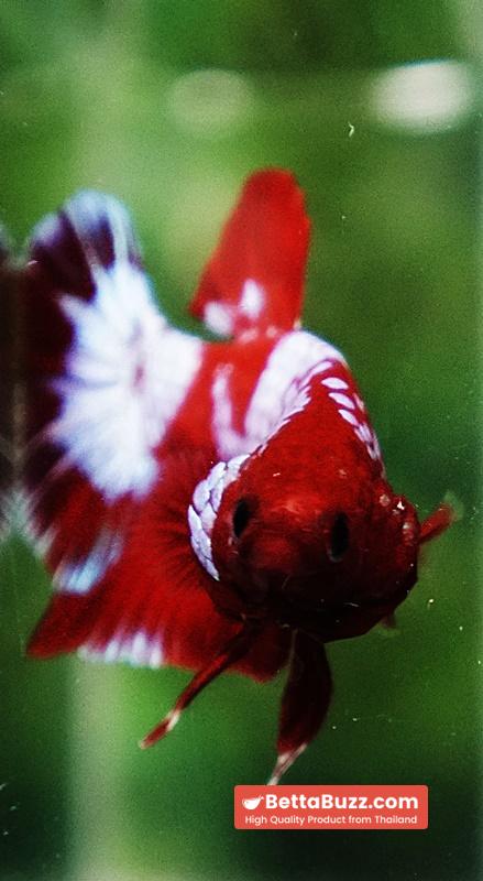 Betta fish Fancy Red NBT Tuxedo (HMPK) - Image 9
