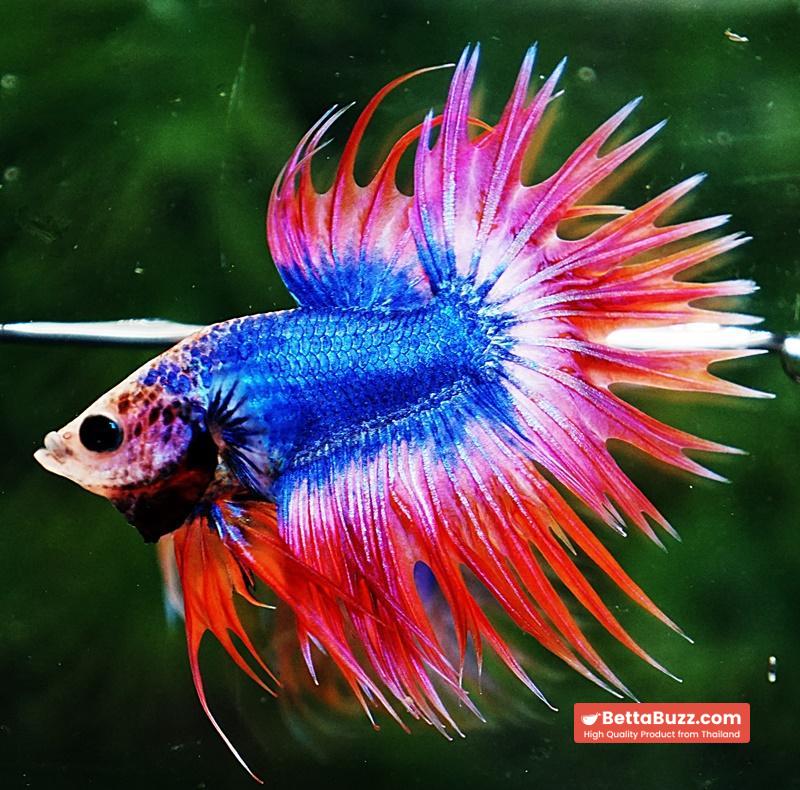 Betta fish CT Mascot Thailand Flag - Image 4