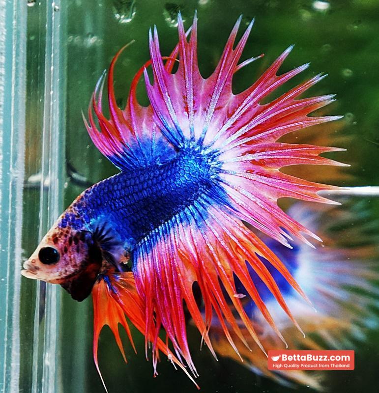 Betta fish CT Mascot Thailand Flag - Image 6