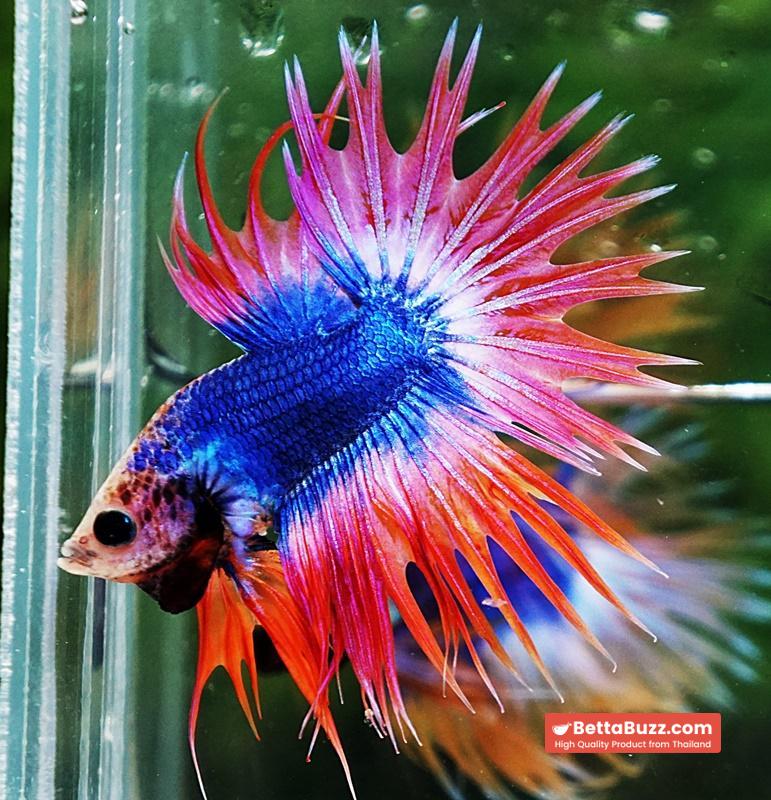 Betta fish CT Mascot Thailand Flag - Image 2