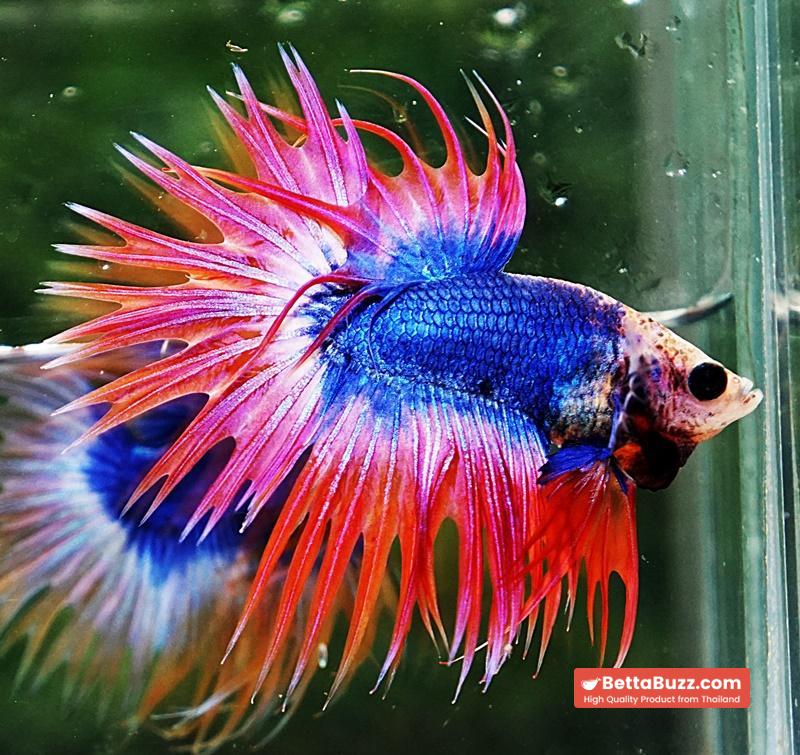 Betta fish CT Mascot Thailand Flag - Image 5