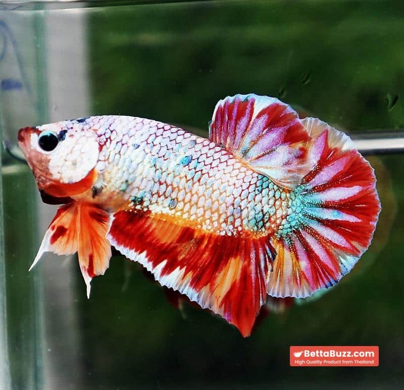 Betta fish Rainbow Fancy Multicolor (HMPK) - Image 2