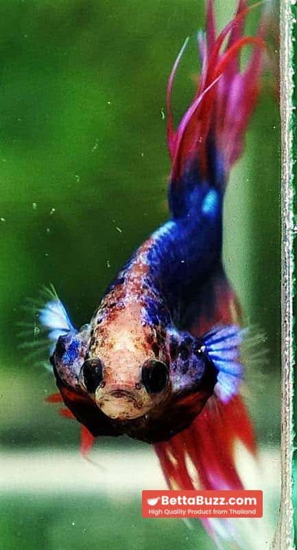 Betta fish CT Mascot Thailand Flag - Image 7