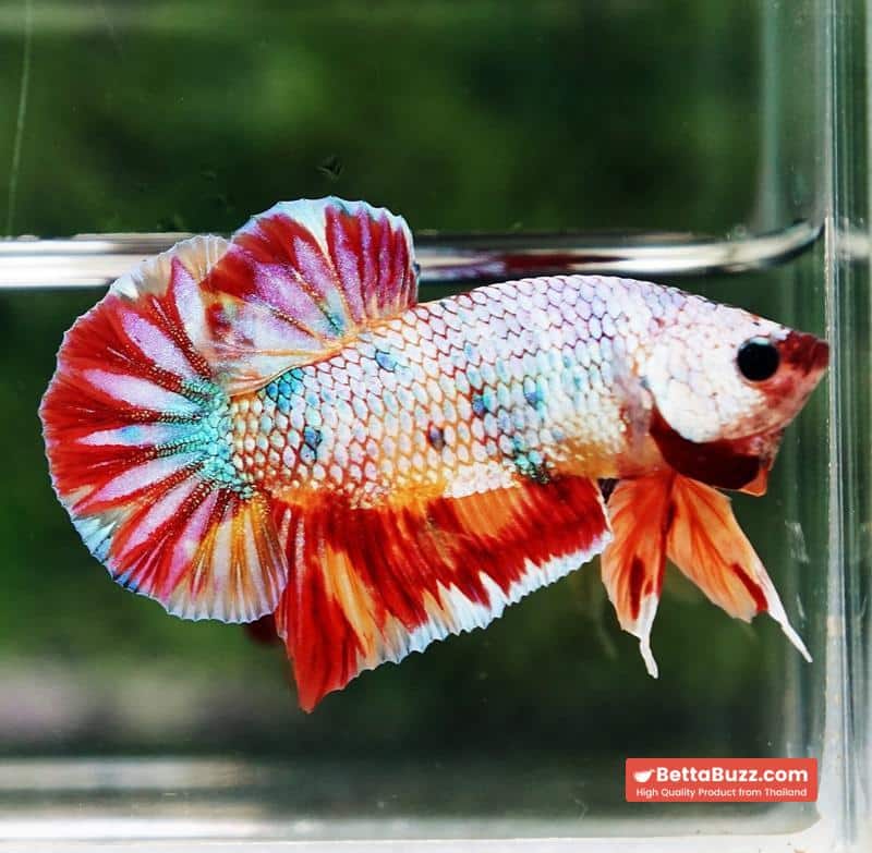 Betta fish Rainbow Fancy Multicolor (HMPK) - Image 3