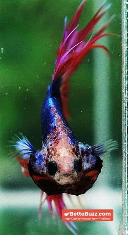 Betta fish CT Mascot Thailand Flag - Image 8