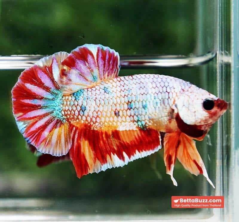 Betta fish Rainbow Fancy Multicolor (HMPK) - Image 5