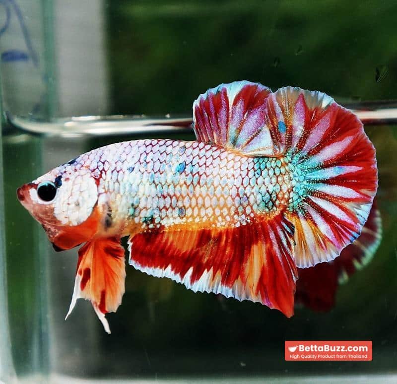 Betta fish Rainbow Fancy Multicolor (HMPK) - Image 6