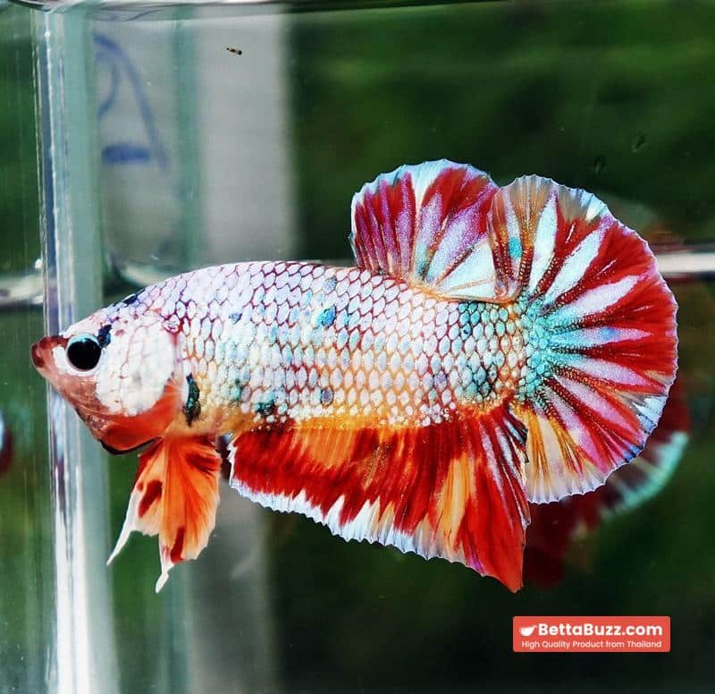 Betta fish Rainbow Fancy Multicolor (HMPK) - Image 4