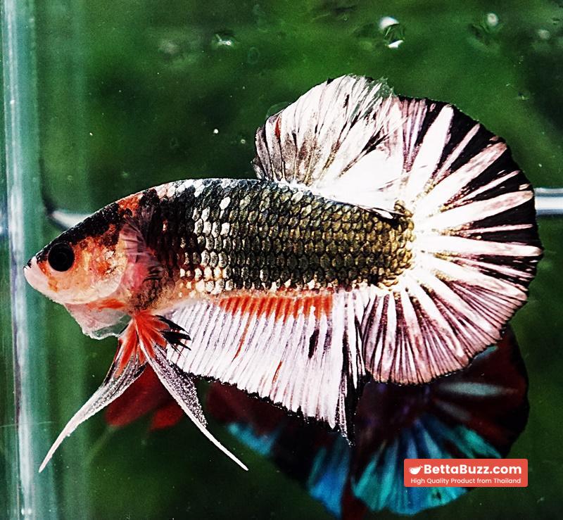 Betta fish OHMPK Fancy Copper Star tail - Image 4