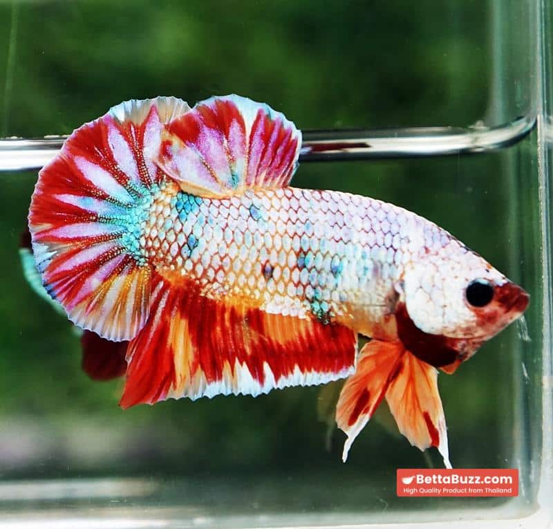Betta fish Rainbow Fancy Multicolor (HMPK) - Image 7