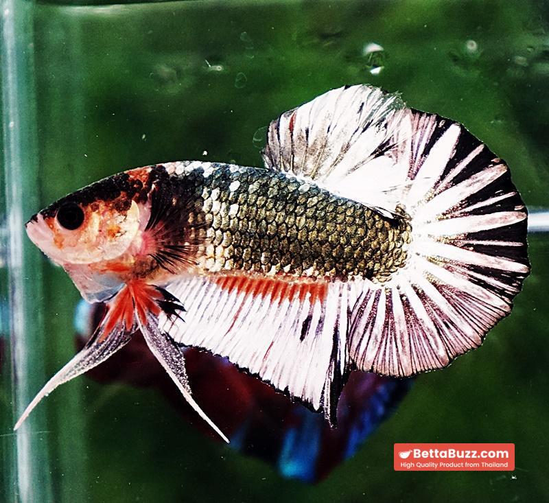 Betta fish OHMPK Fancy Copper Star tail - Image 6