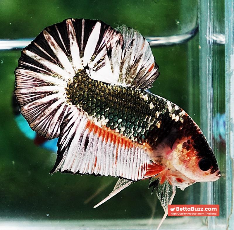 Betta fish OHMPK Fancy Copper Star tail - Image 5