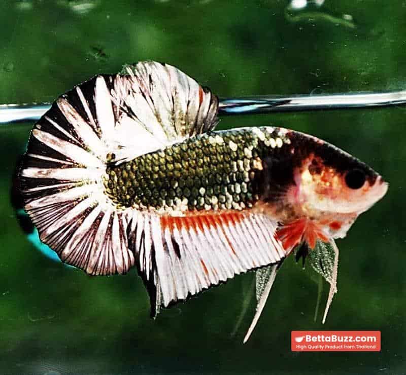 Betta fish OHMPK Fancy Copper Star tail - Image 3