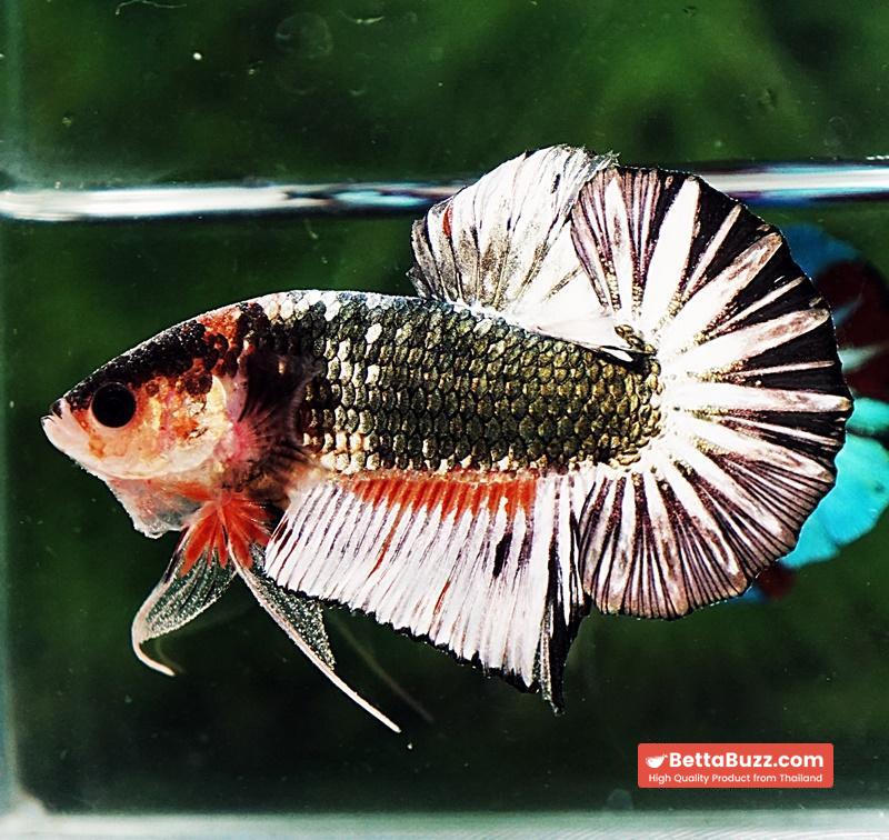Betta fish OHMPK Fancy Copper Star tail - Image 2