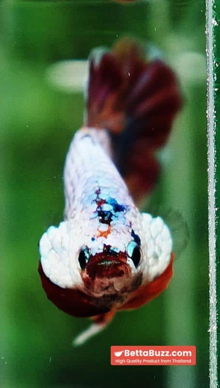Betta fish Rainbow Fancy Multicolor (HMPK) - Image 8