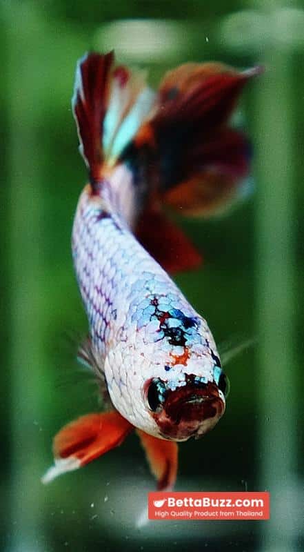 Betta fish Rainbow Fancy Multicolor (HMPK) - Image 9