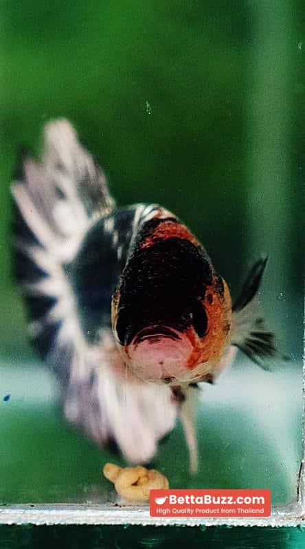 Betta fish OHMPK Fancy Copper Star tail - Image 7