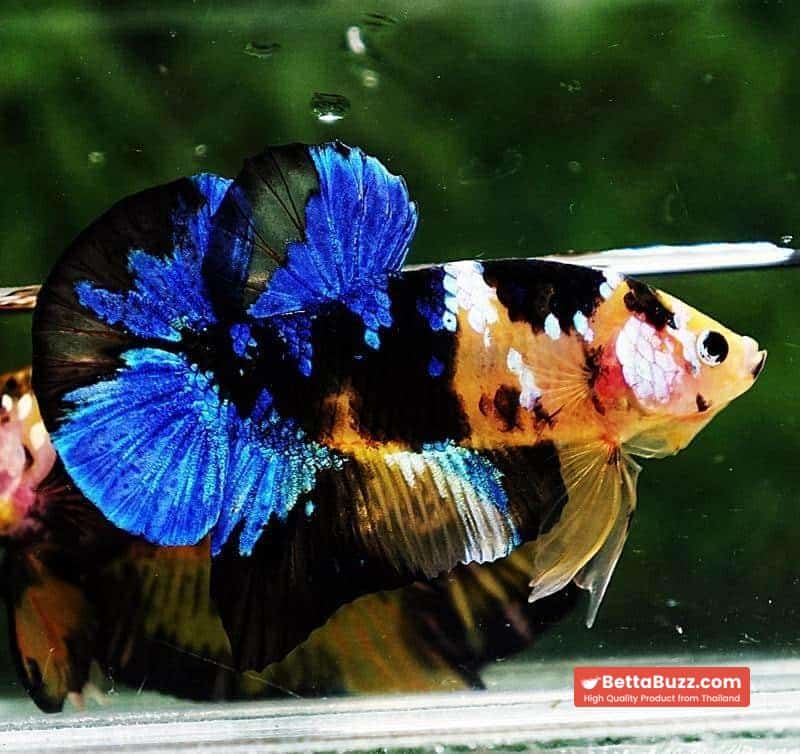 Betta fish HMPK Yellow Blue Tiger Koi - Image 3