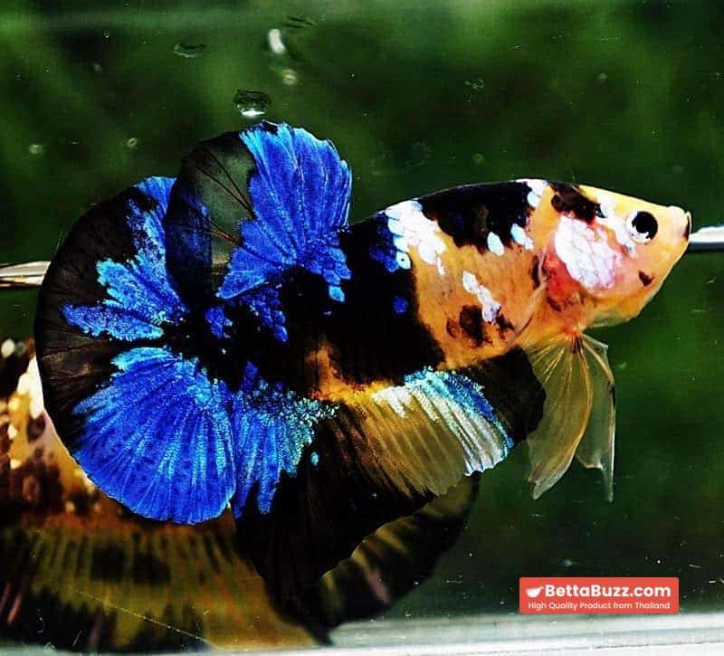 Betta fish HMPK Yellow Blue Tiger Koi - Image 5