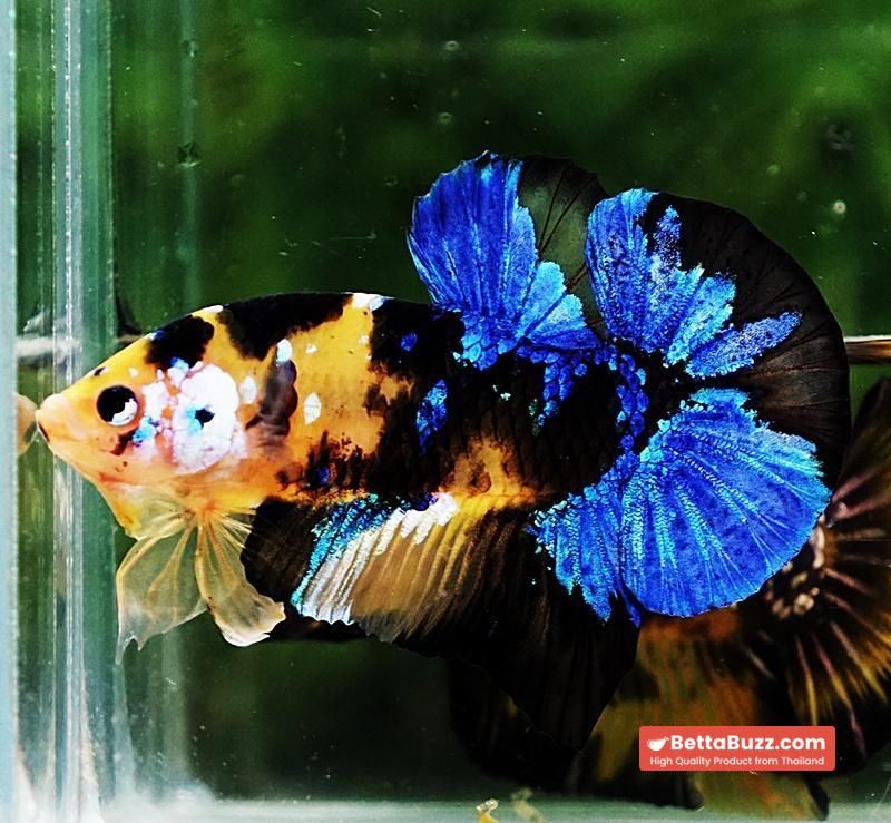 Betta fish HMPK Yellow Blue Tiger Koi - Image 4