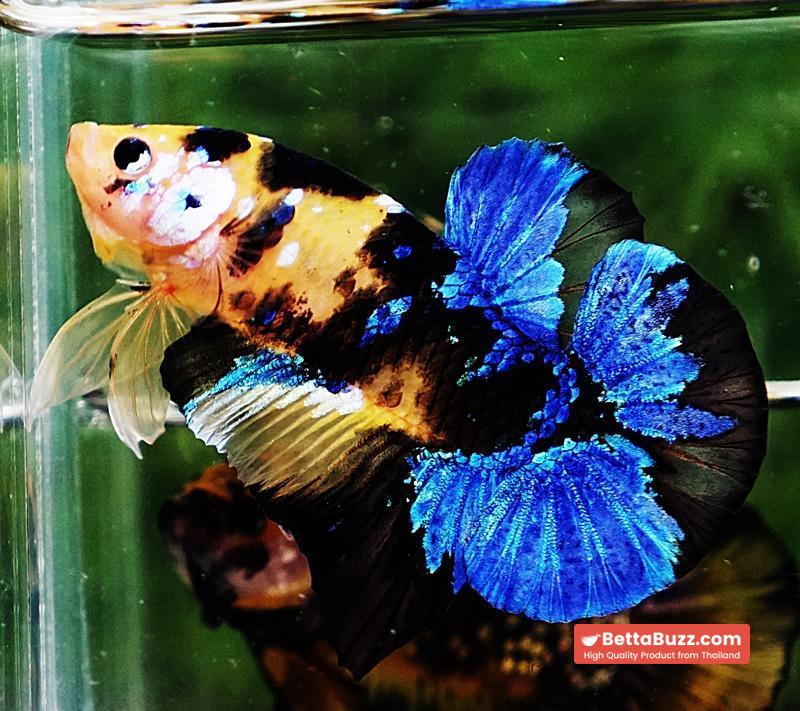 Betta fish HMPK Yellow Blue Tiger Koi - Image 2