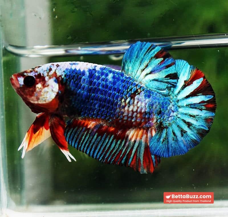 Betta fish Fancy Multicolor Marble (HMPK) - Image 5