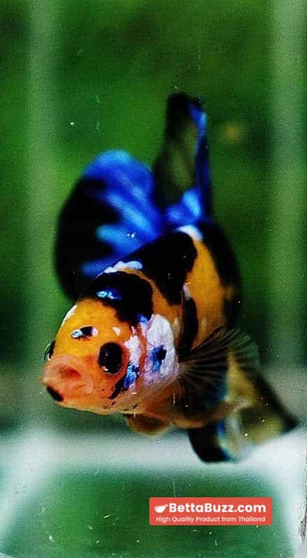 Betta fish HMPK Yellow Blue Tiger Koi - Image 6