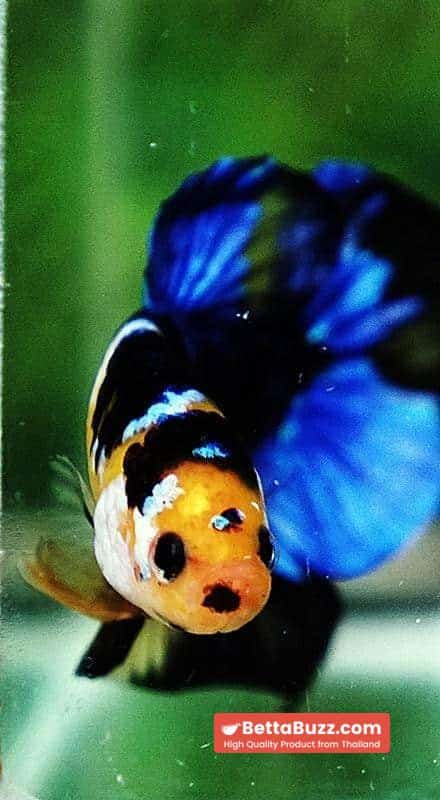 Betta fish HMPK Yellow Blue Tiger Koi - Image 7