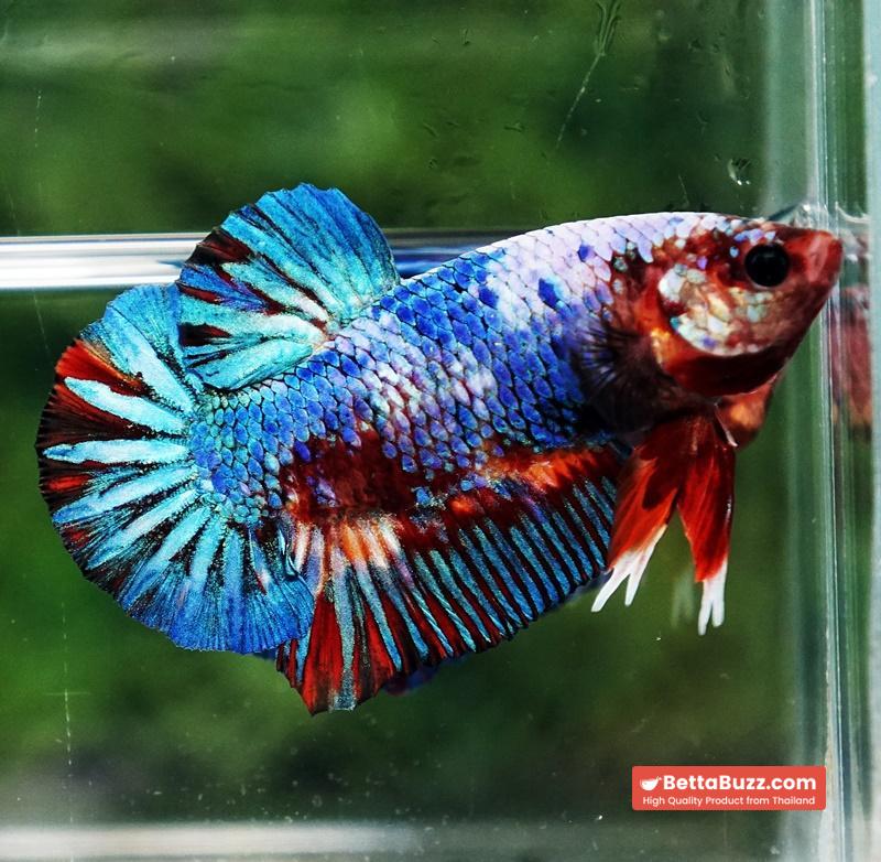 Betta fish Fancy Multicolor Marble (HMPK) - Image 4