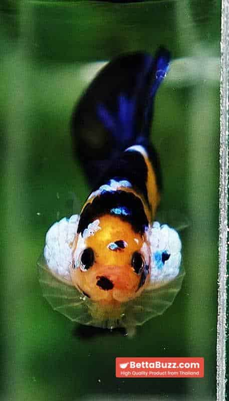 Betta fish HMPK Yellow Blue Tiger Koi - Image 8